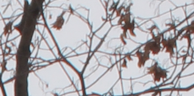 Canon EF 35mm f/1.4L USM