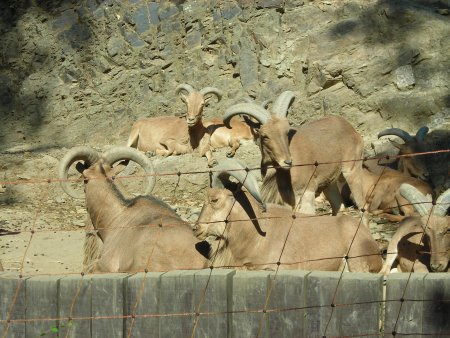 Coolpix L3: levný automat v praxi