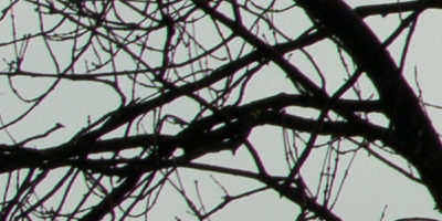 Sony SAL-70400G (70-400mm F4-5,6 SSM G)