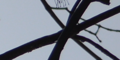 Nikon AF-S NIKKOR DX 55-300mm 1:4.5-5.6G ED VR