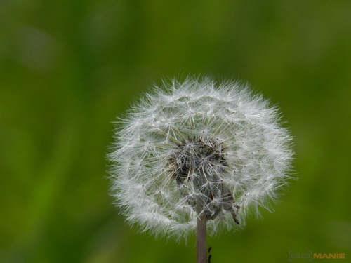 Nikon Coolpix P500: univerzální dalekohled