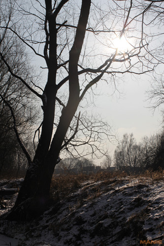 Canon EF 35mm f/1.4L USM