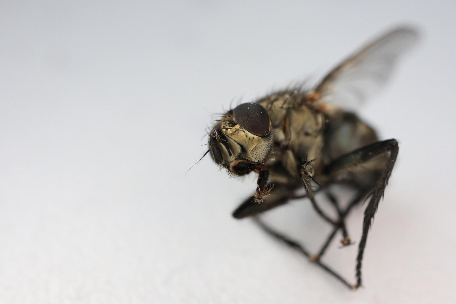 Canon EF-M 28mm f/3.5 Macro IS STM