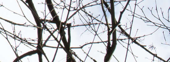 Panasonic Lumix S 50mm F1.8