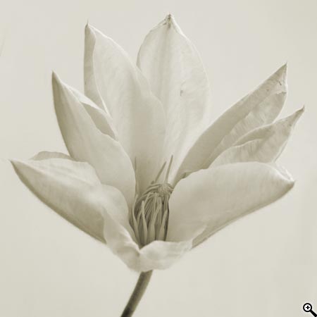 Úpravy fotografií v PC, 2.díl - zesvětlování, ztmavování