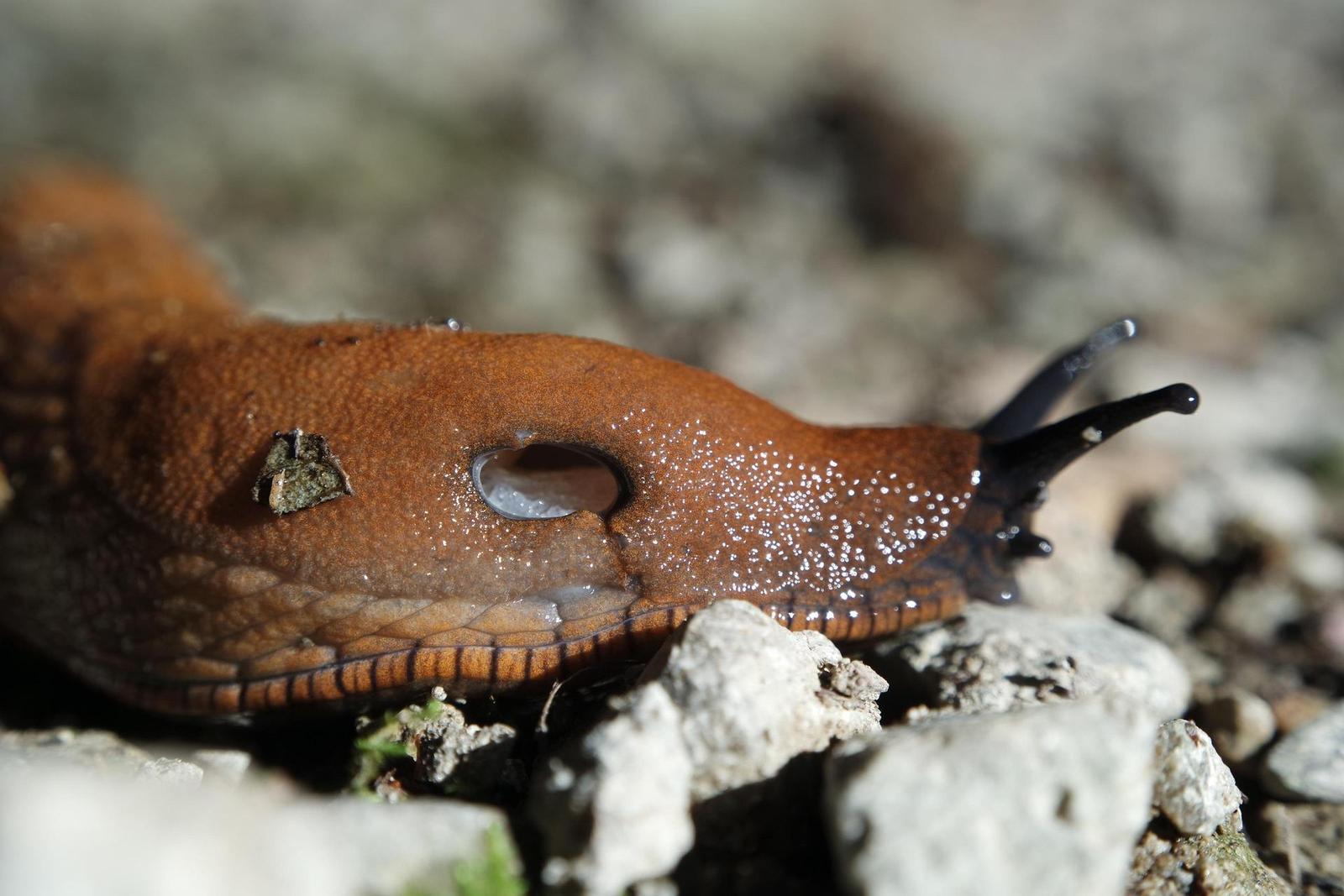 Samsung 16-50mm 1:3.5-5.6 ED OIS Power Zoom