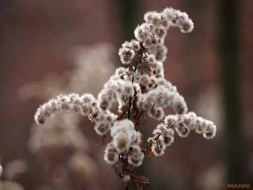 Olympus M.Zuiko Digital 40-150 mm F4-5,6 + nová R verze