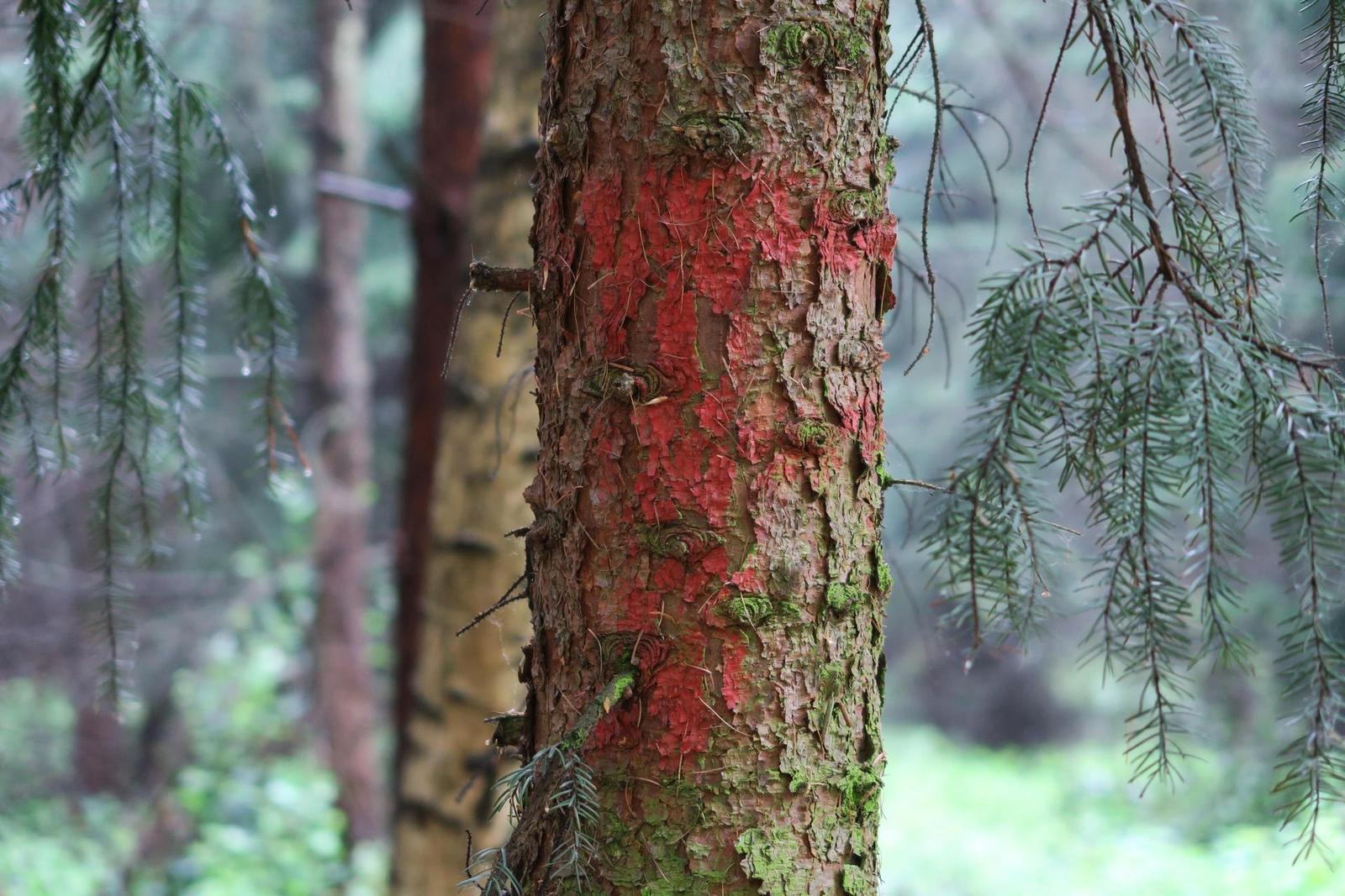 Canon PowerShot G5 X: vyspělejší brácha