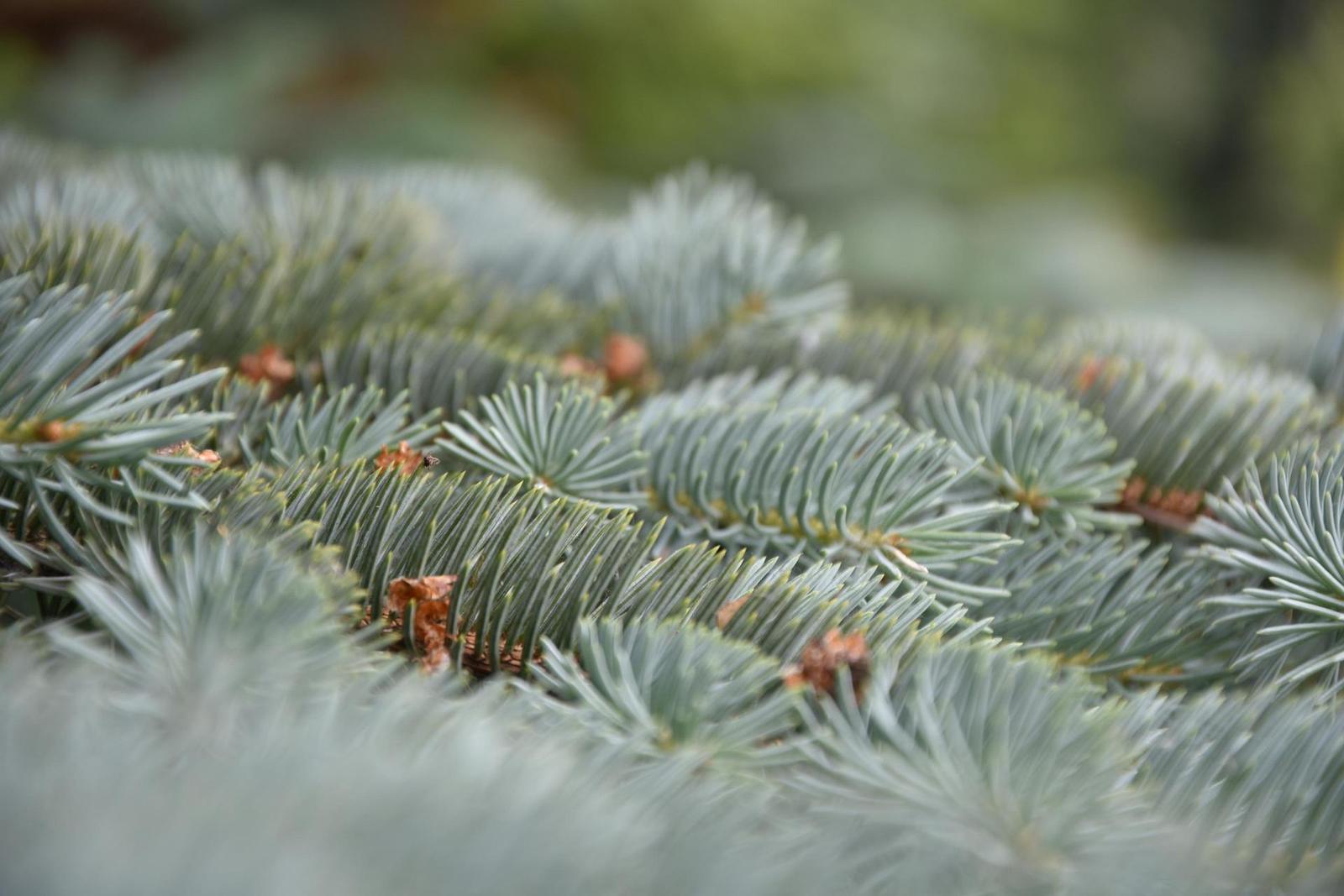 Nikon D7200: přesvědčivé zrcadlo