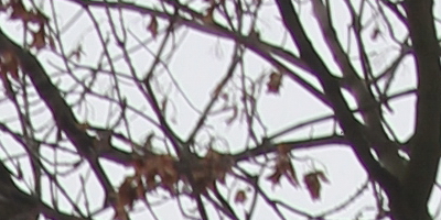 Samyang 35mm F1.4 AS UMC (pro Canon)