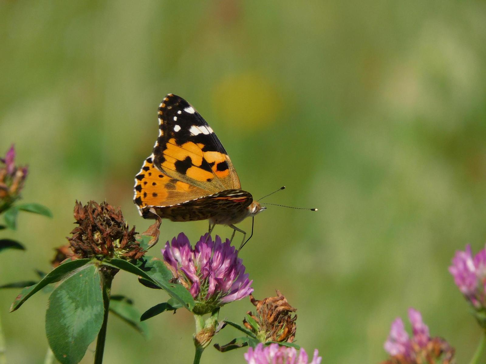 Nikon Coolpix B600: kamarád do přírody