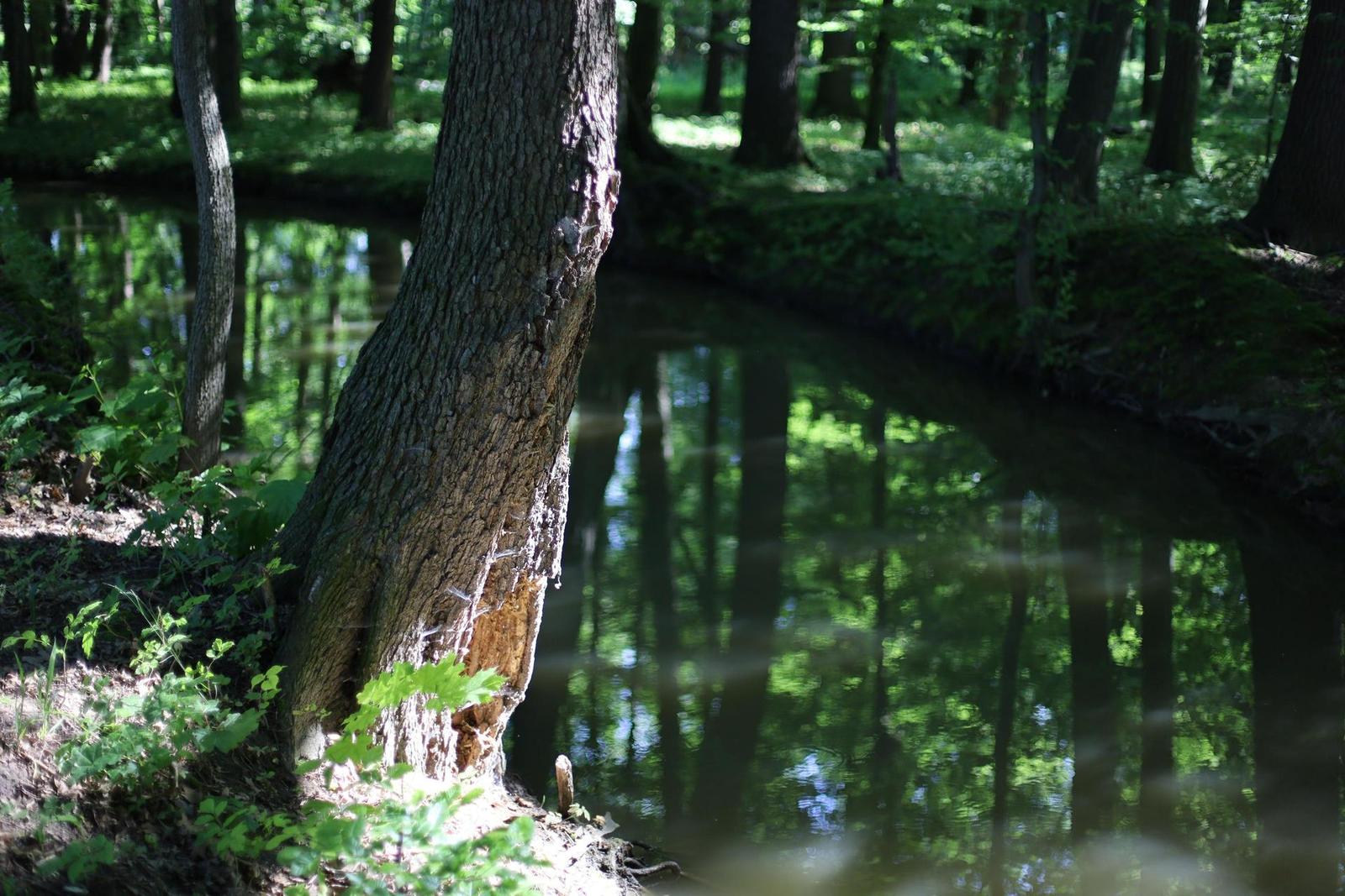 Canon EF 50mm f/1.4 USM