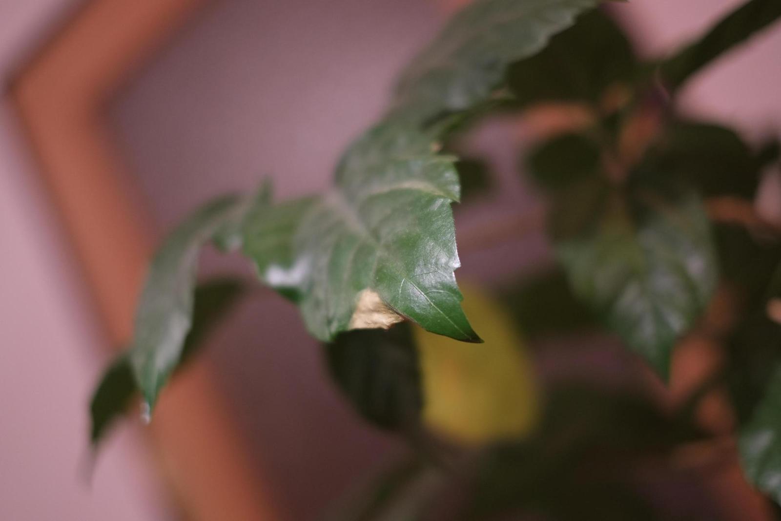 Fujifilm X-E1: CSC tak trochu jinak