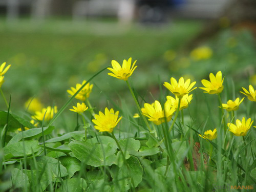 Canon PowerShot SX130 IS: levný všeuměl