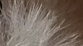 Sony Cyber-shot RX100 III (RX100M3): superSony