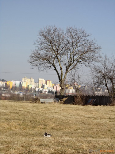 Sony Cyber-shot W570: jde to i s 16 megapixely