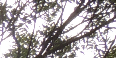 Nikon Coolpix P510: lovec rekordů