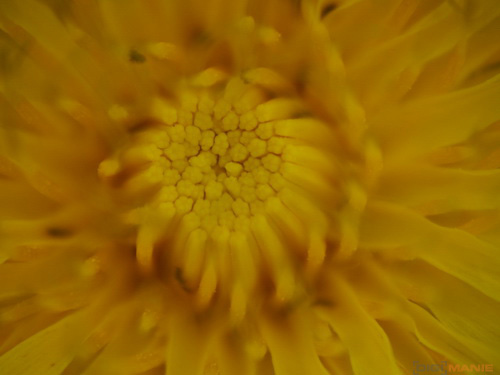 Panasonic Lumix G Vario 100-300mm F4-5,6