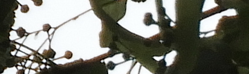 Nikon Coolpix B700: přírodovědec