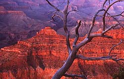 Tip Digimanie pro 32. týden roku 2005 - Tony Howell