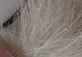 Sony Cyber-shot RX100: terminátor zrcadlovek