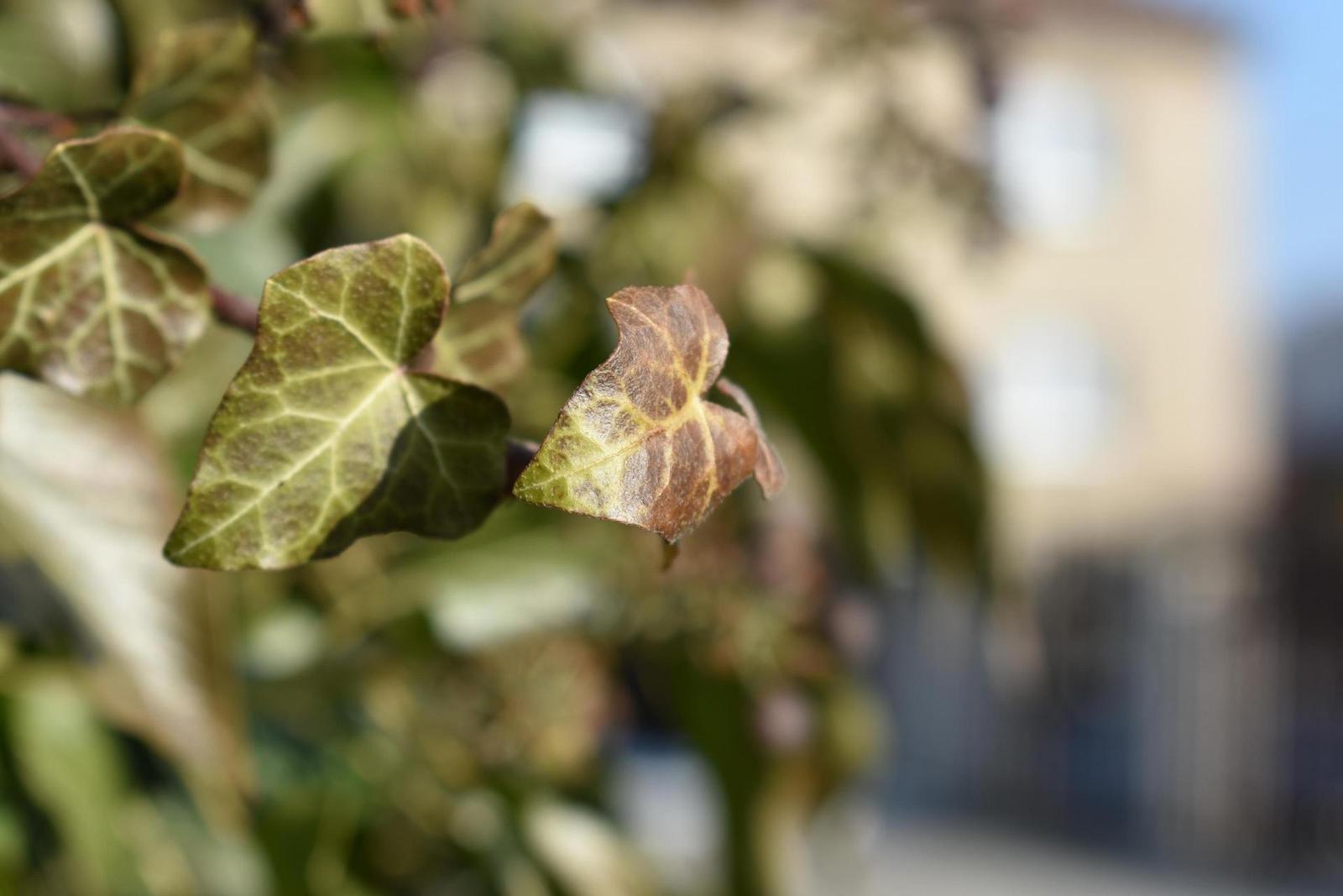 Nikon D3400: moderní low-end