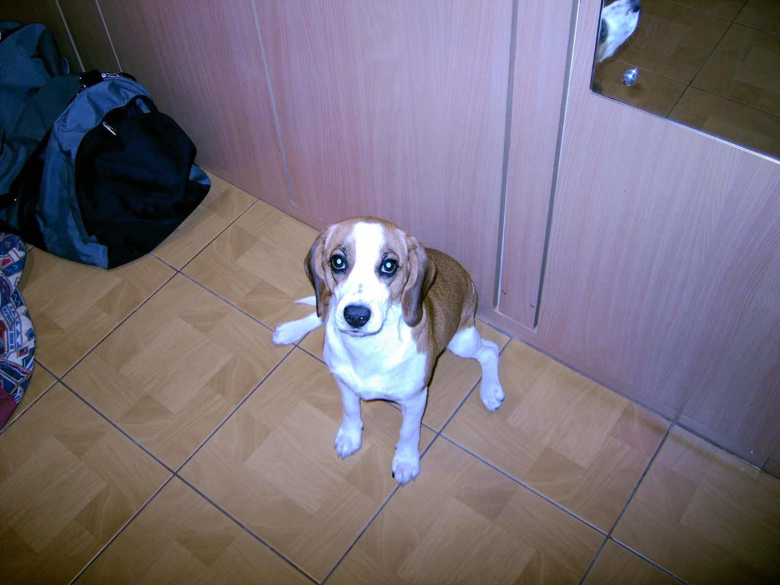 Premier 5384: bytelný, ale pomalý drobeček