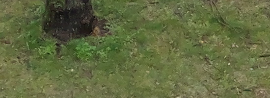 Panasonic Lumix GH6: s revolučním snímačem