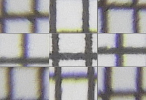 Nikon Coolpix B700: přírodovědec