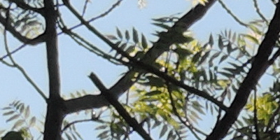 Nikon Coolpix P330: do vyšších sfér