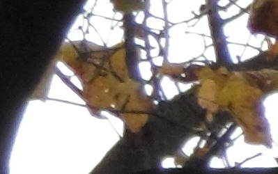 Samsung MV800: pro každý úhel i autoportréty