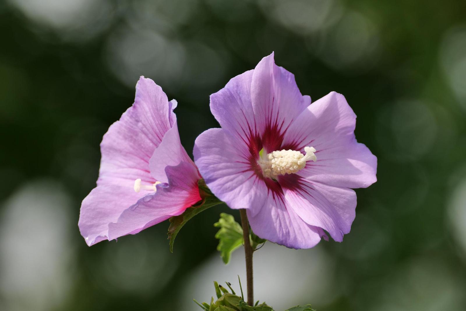 Panasonic Lumix S Pro 70-200mm F4 O.I.S.