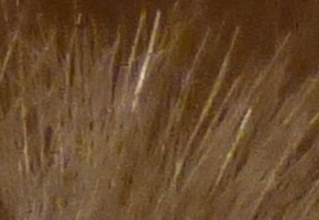 Panasonic Lumix TZ30: pokračovatel slavného rodu?