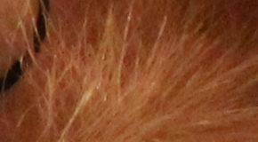 Canon EOS 1200D: vylepšený základ