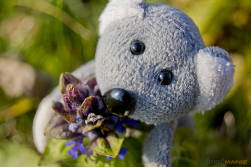 Fotíme s Koalou: Makro a telemakro