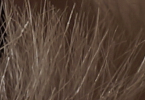 Sony SLT-A77: megapixelový přeborník