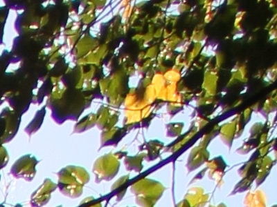 Canon EOS 550D: třídní premiant