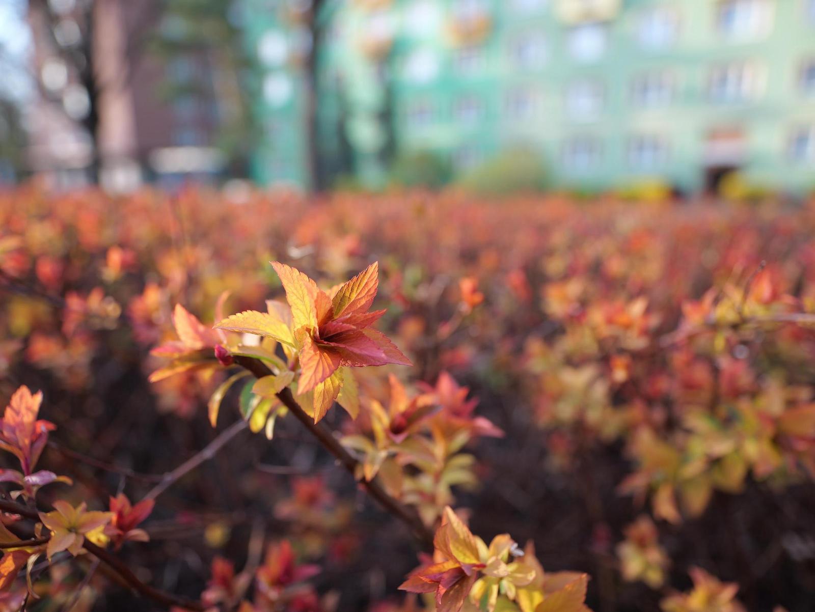 Panasonic Lumix GH6: s revolučním snímačem