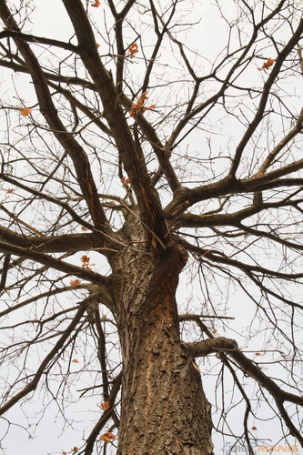 Samyang 35mm F1.4 AS UMC (pro Canon)