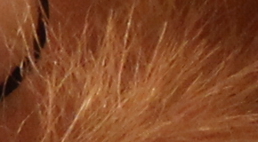 Canon EOS 1200D: vylepšený základ