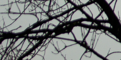 Sony SAL-70400G (70-400mm F4-5,6 SSM G)