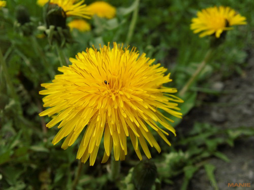 Sony Bloggie Touch: videokamera fotoaparátem?