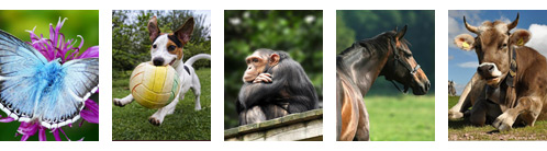 FotoVýzva - 4. kolo Říše zvířat: která je nejlepší?