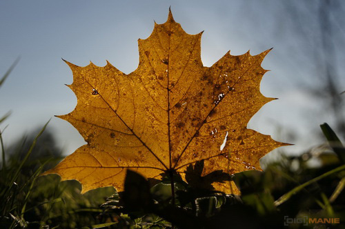 Sony SLT-A33: přesvědčivý revolucionář