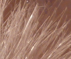 Panasonic Lumix TZ10: kapesní dělo