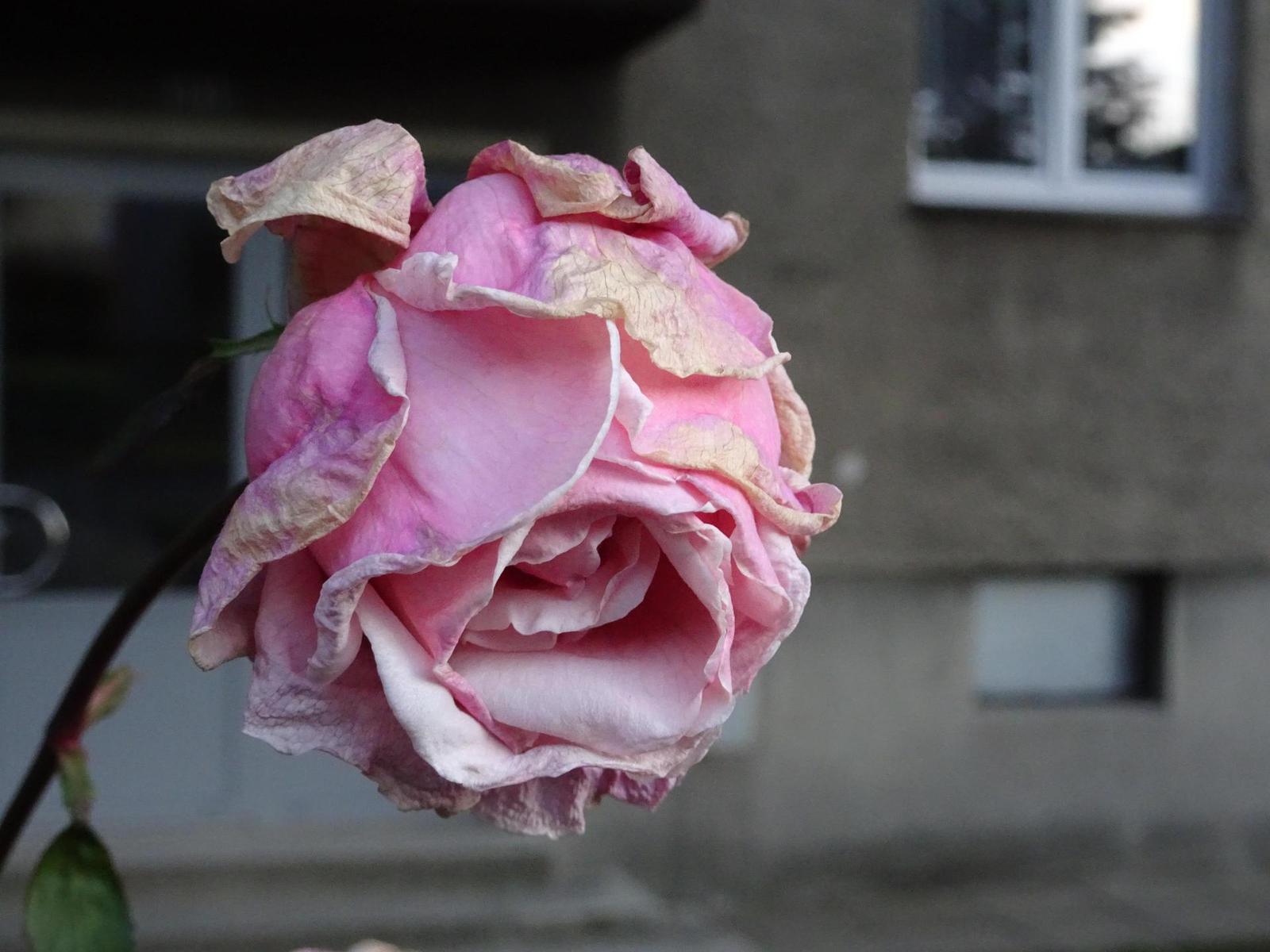 Sony Cyber-shot HX90V a WX500: kompaktní dvojice