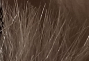 Sony SLT-A77: megapixelový přeborník