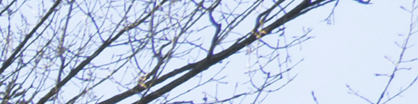 Panasonic Lumix S 18mm F1.8