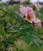 Úpravy digitální fotografie IV: Práce s křivkami