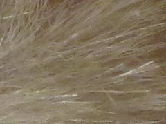 Canon PowerShot SX130 IS: levný všeuměl